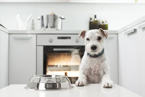 A dog looking at an empty food bowl in the kitchen, a place full of dangerous objects for your dog.
