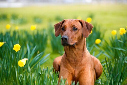 Home Remedies for Dogs