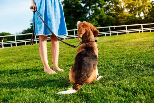 A dog on a leash looking at a woman.