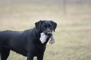 7 Dangerous Objects for Your Dog