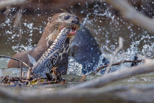 A giant otter catching a fish.