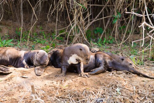 A group of otters relaxing.