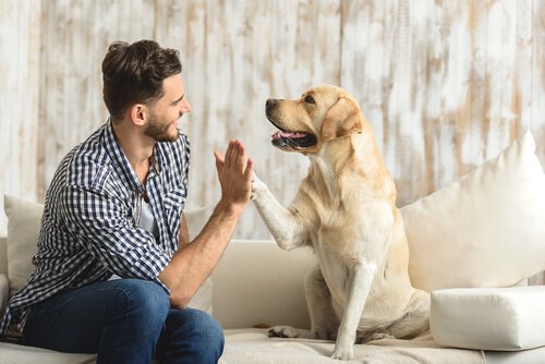 A man and a dog high-fiving.