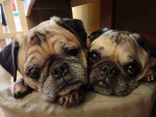 A pair of pugs.