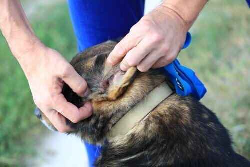 A person revising a dog's ear.