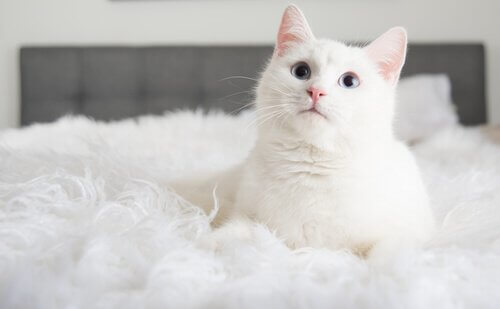 A white cat sitting on a bed.