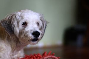 Did You Know Your Dog Could Be Gluten Intolerant?