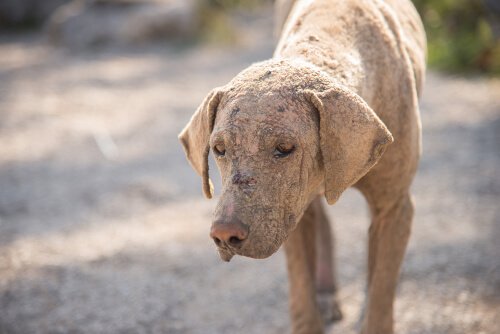 How to Identify and Treat Acariasis in Dogs