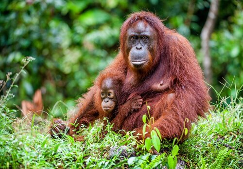 A mother Bornean orangutan.
