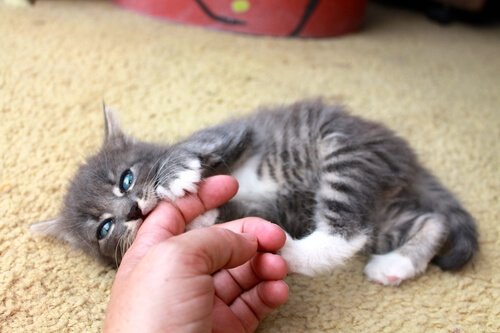 A little kitten biting a hand.