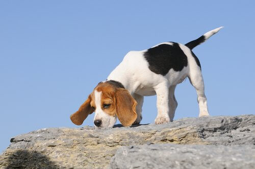 A Beagle dog sniffing.