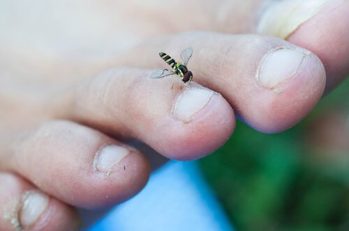 Black fly-simulium-spp