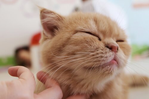 A cat enjoying a scratch.