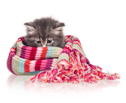 A cat wrapped in a scarf.