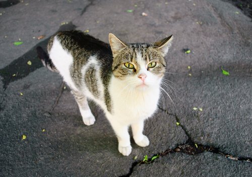 What to Do If You Find an Abandoned or Lost House Cat