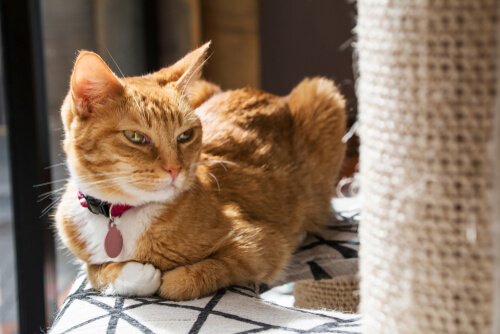 Cat Scratchers: Why Isn’t My Cat into Them?