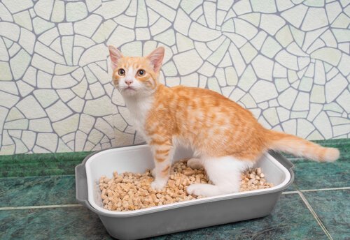 A cat standing inside a litter box.