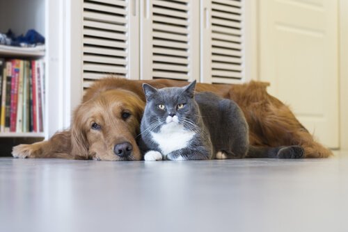 A dog and cat together.