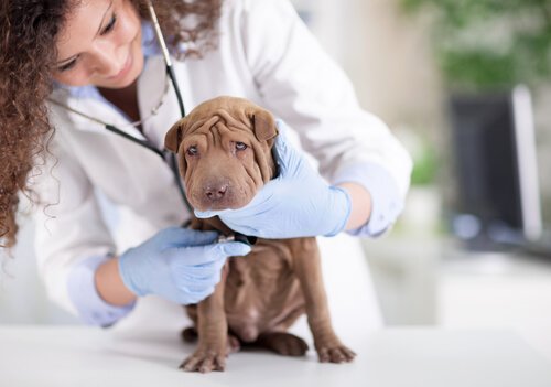 A dog being examined by a vet.