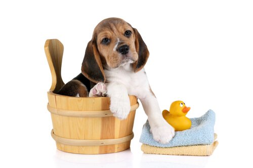 A dog in a wooden water bucket ready for a bath.