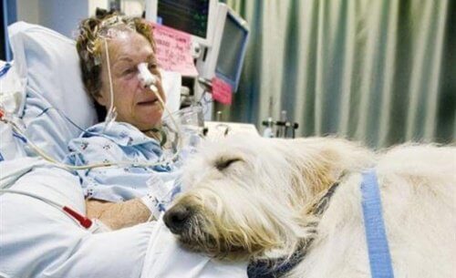 A dog next to a patient in bed.