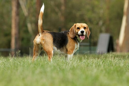 A dog standing in a field.