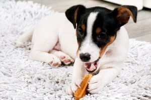 What's the Best Supplement for Your Dog?