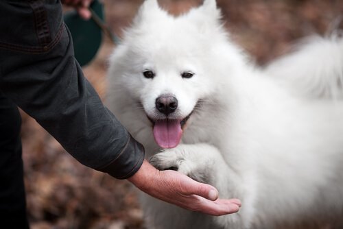 Seamus, a pet who inspired a song.