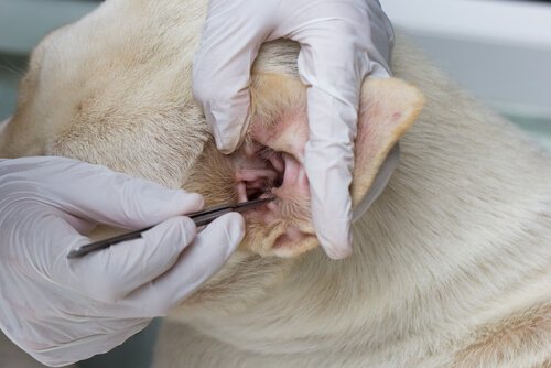 Dog Ear Mites: How to Get Rid of Them