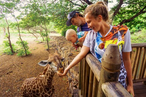 Feeding Animals At The Zoo Could Poison Them My Animals