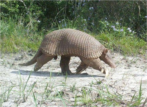 A giant armadillo walking.