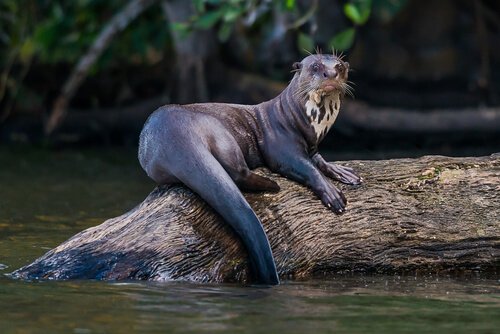 Giant Otter: Characteristics and Facts