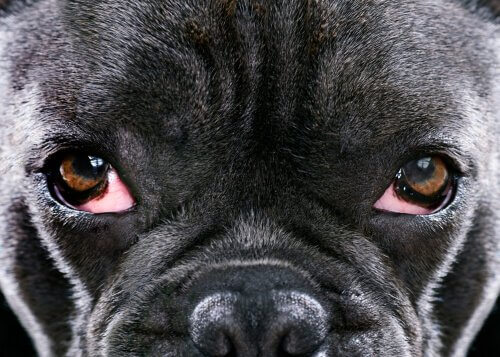 is glaucoma in dogs contagious