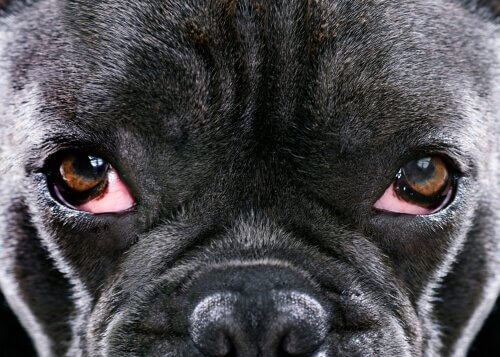 Glaucoma in dogs in close-up.