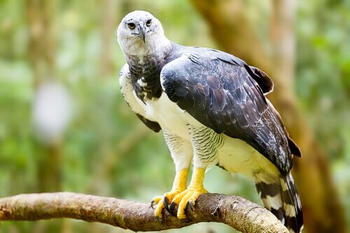 Aquila arpia che afferra un ramo con i suoi grandi artigli.