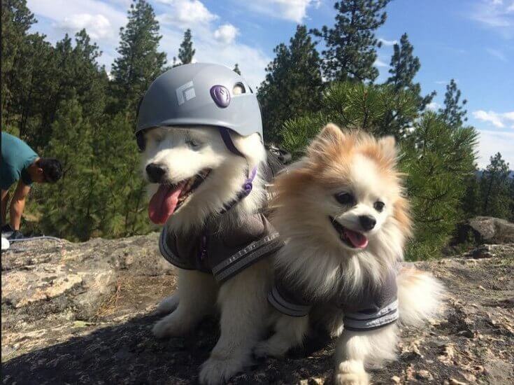 Hoshi and zen wearing clothes and a helmet.