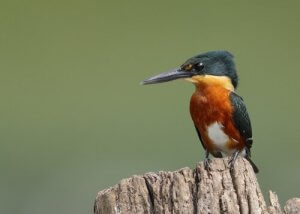The American Pygmy Kingfisher