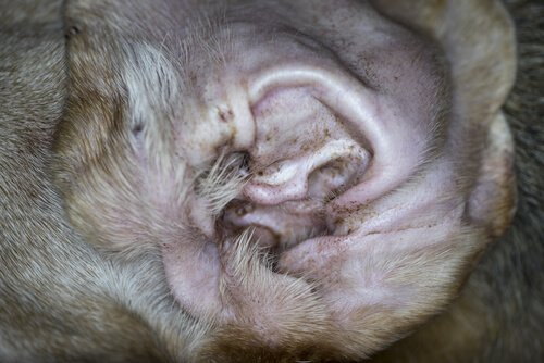 Dog ear mites up close.