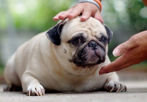 The Health Risks of Canine Obesity