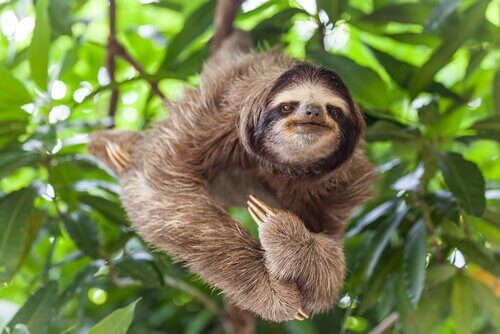 A sloth posing for the camera.