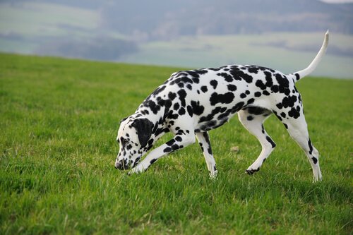 A Dalmatian dog sniffing.