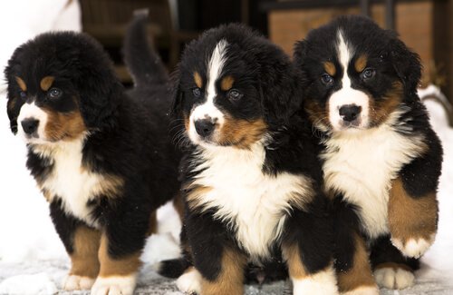 Three Bernese Mountain Dog puppies.