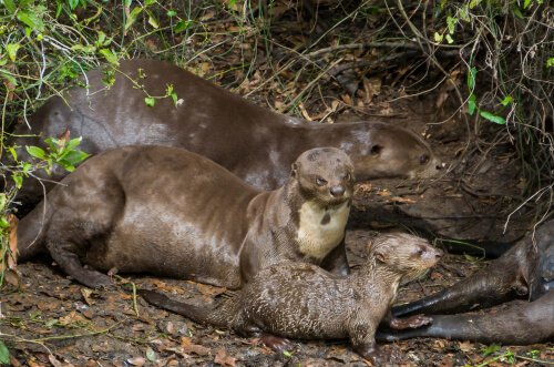 A family of giant otters.