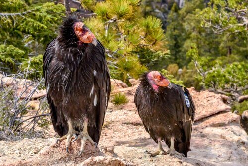 Two California condors.