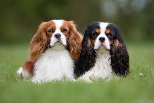 Two Spaniels in the grass.