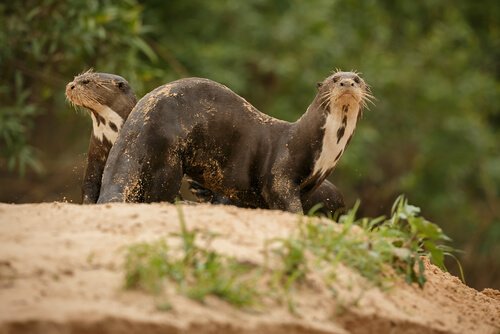 Two otters in their natural habitat.