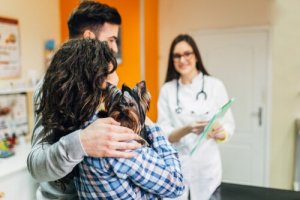 Precautions to Take When Taking a Dog to the Vet