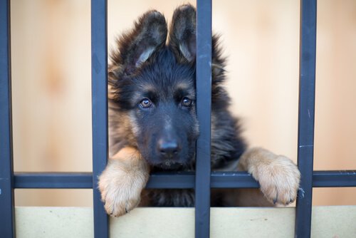 A young dog standing up and looking into the camera through bars.