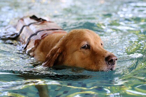 A dog swimming.