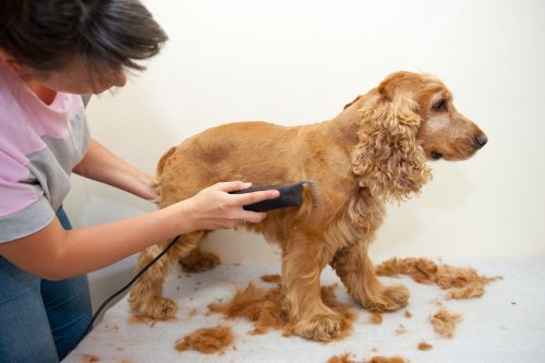 A dog getting a haircut at one of the spas for dogs.